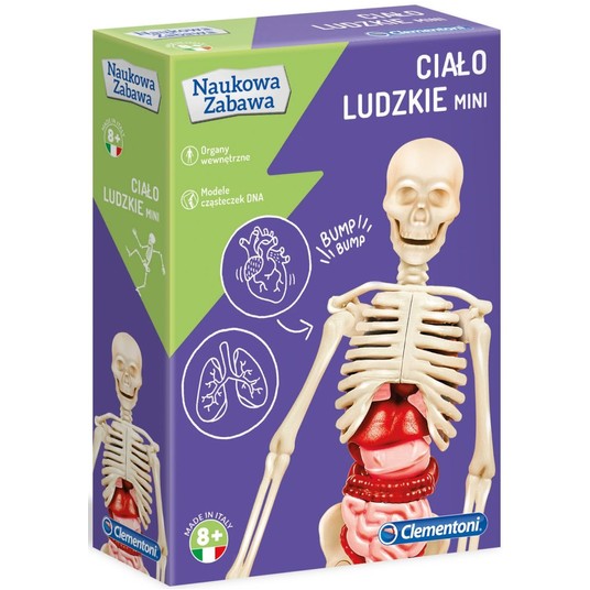 CIAŁO LUDZKIE MINI CLEMENTONI -zdjęcie numer 1