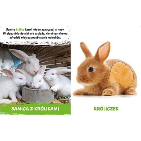 MILUSIŃSCY W DOMU - MOREX -zdjęcie numer 3