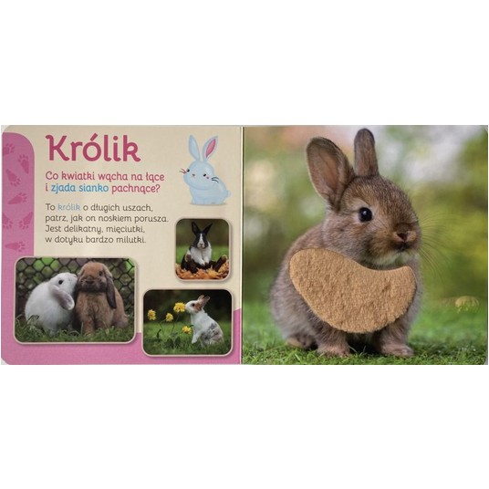 PRZYTUL MNIE PUPILE - MOREX -zdjęcie numer 2