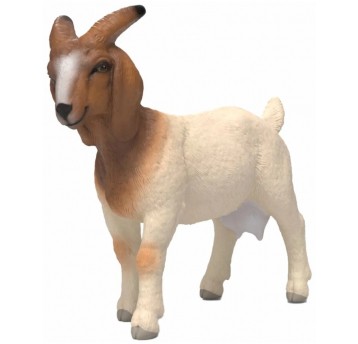 SCHLECH KOZA RASY BOER